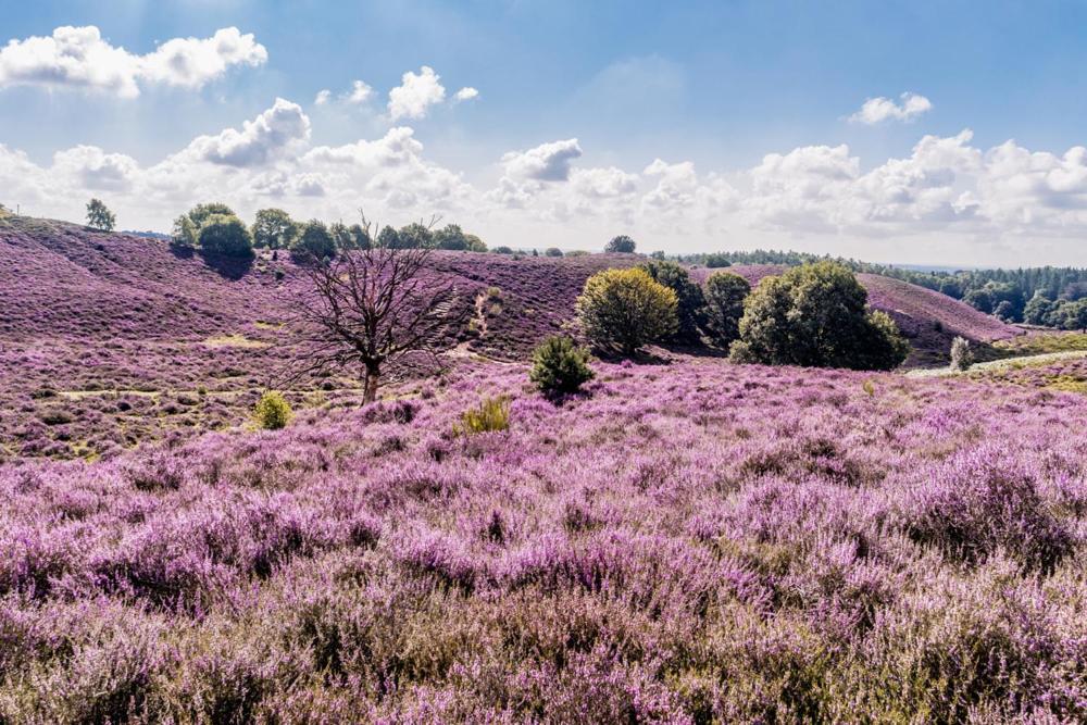 Sfeervolle Chalet Op De Veluwe In Hoenderloo Ξενοδοχείο Εξωτερικό φωτογραφία