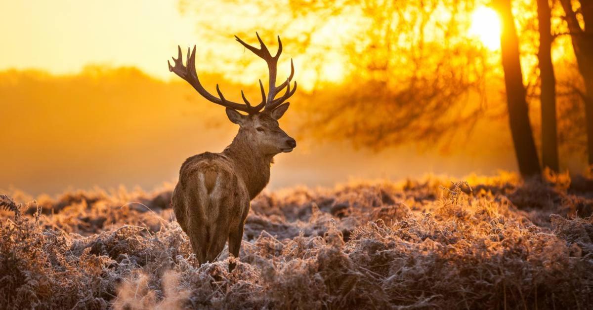 Sfeervolle Chalet Op De Veluwe In Hoenderloo Ξενοδοχείο Εξωτερικό φωτογραφία